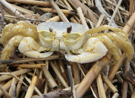 Ghost Crab